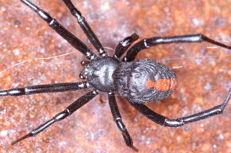 Latrodectus_hasselti_D3456_Z_82_Karinji NP_Australie.jpg